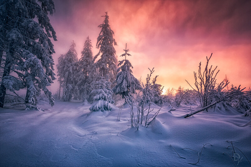 Winter Forest Sunrise
